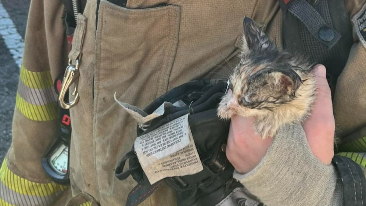 Illustration : "Secouru lors d’un incendie, un chaton errant est adopté par l’un de ses sauveurs"