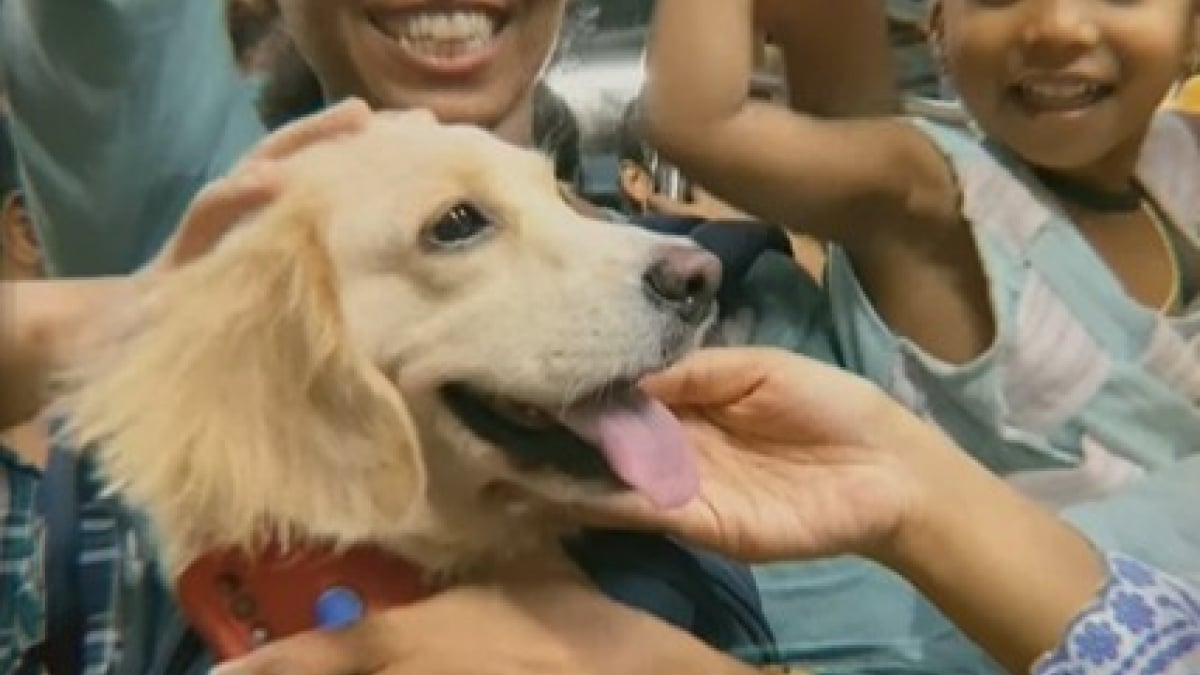 Illustration : "Ce chien donne le sourire aux passagers d’un train où l’ambiance est habituellement froide et oppressante (vidéo) "