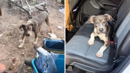 Illustration : Seul au milieu d’un campement de fortune abandonné, un chien errant fait la rencontre d’une généreuse jeune femme qui change sa vie (vidéo)