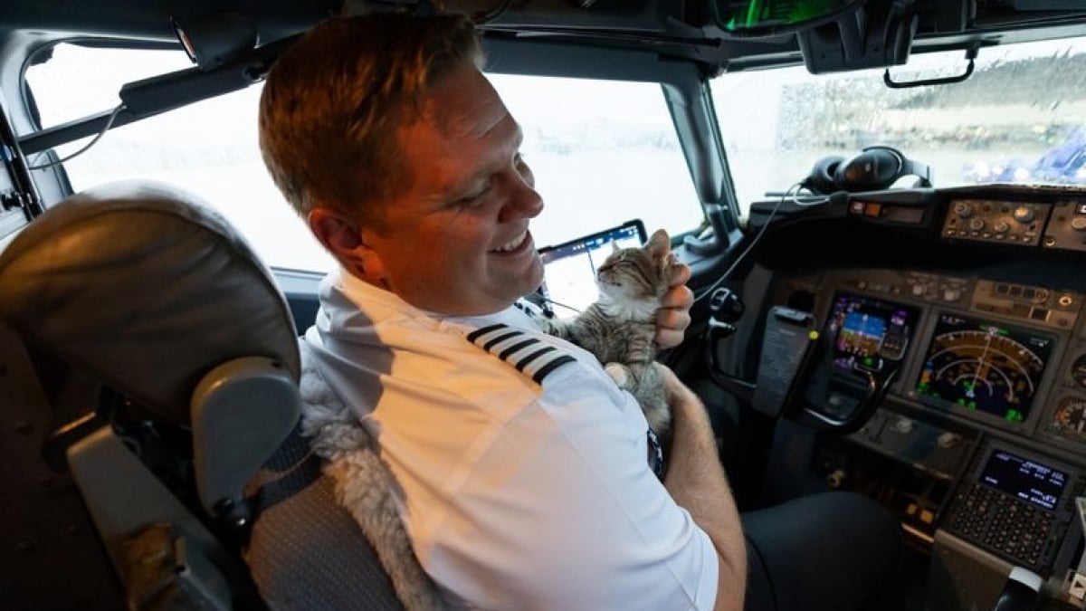 Illustration : "Un pilote rapatrie les animaux victimes des récents ouragans et adopte l’un des chatons sauvés"