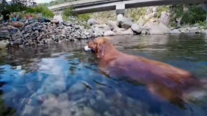 Illustration : Un Golden Retriever plongeant dans un étang pour récupérer un objet fait étalage de son talent avec une fascinante "danse" aquatique (vidéo)