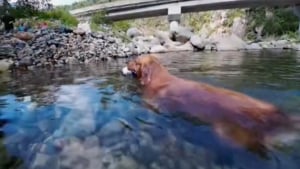 Illustration : "Un Golden Retriever plongeant dans un étang pour récupérer un objet fait étalage de son talent avec une fascinante 