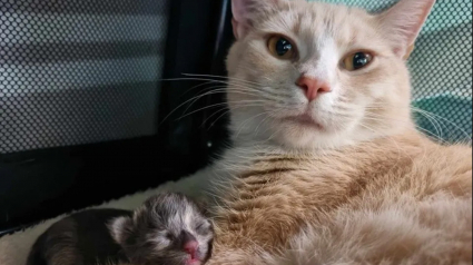 Illustration : Une chatte qui passait son temps à se cacher dans la rue reçoit l'aide dont elle rêvait et met bas dans un foyer chaleureux