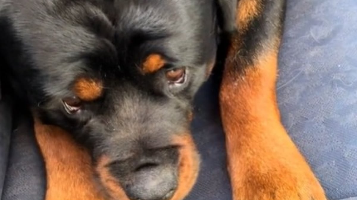 Illustration : "Un Rottweiler à la carrure imposante prend peur en croisant un Chihuahua chez le vétérinaire (vidéo) "