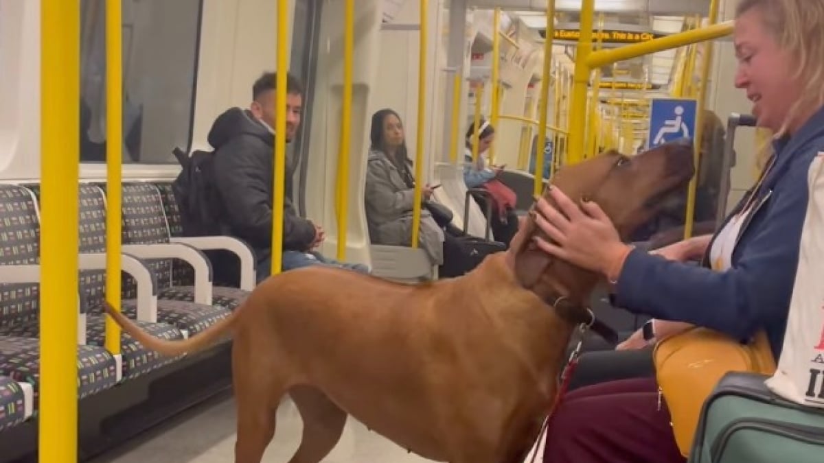 Illustration : "Dès qu’il prend le métro, ce Rhodesian Ridgeback se donne pour mission de répandre la joie et le bonheur parmi les passagers (vidéo)"