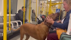 Illustration : "Dès qu’il prend le métro, ce Rhodesian Ridgeback se donne pour mission de répandre la joie et le bonheur parmi les passagers (vidéo)"