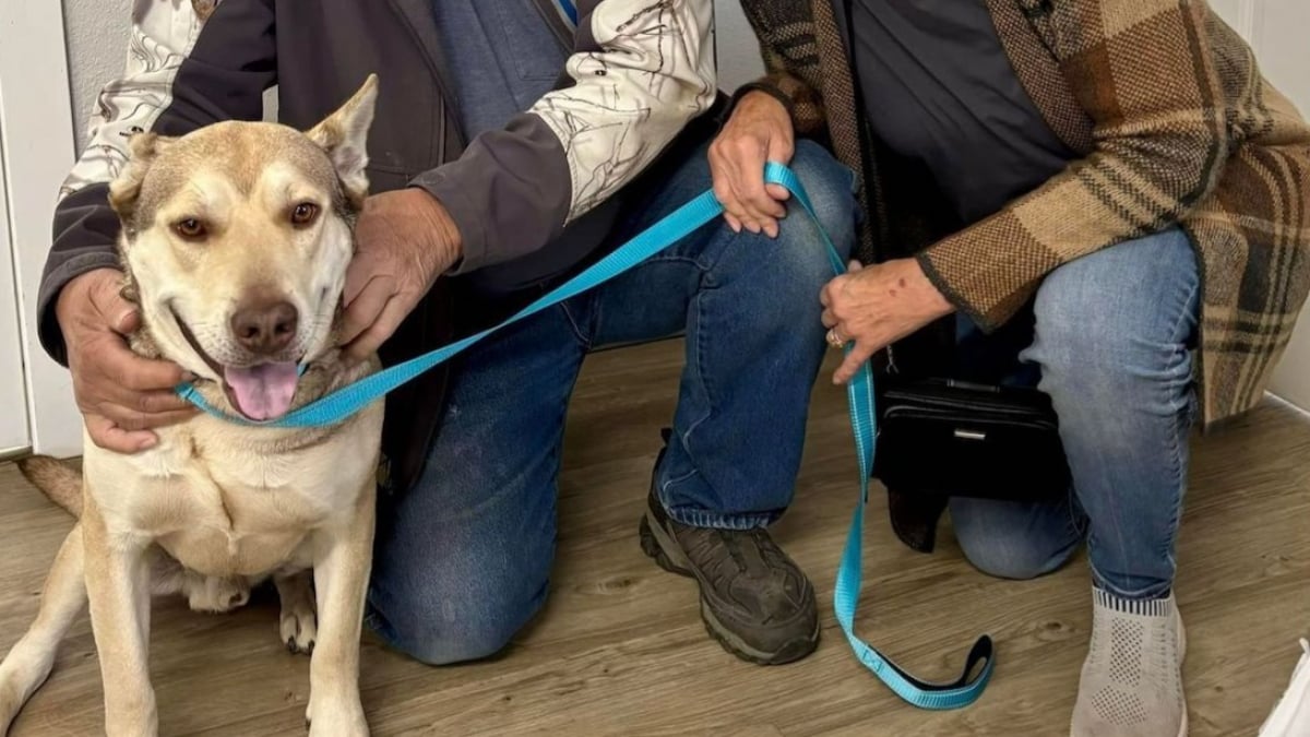 Illustration : "Après le décès de son propriétaire, ce chien a attendu sa seconde chance au refuge pendant un an"