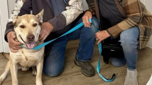 Illustration : "Après le décès de son propriétaire, ce chien a attendu sa seconde chance au refuge pendant un an"