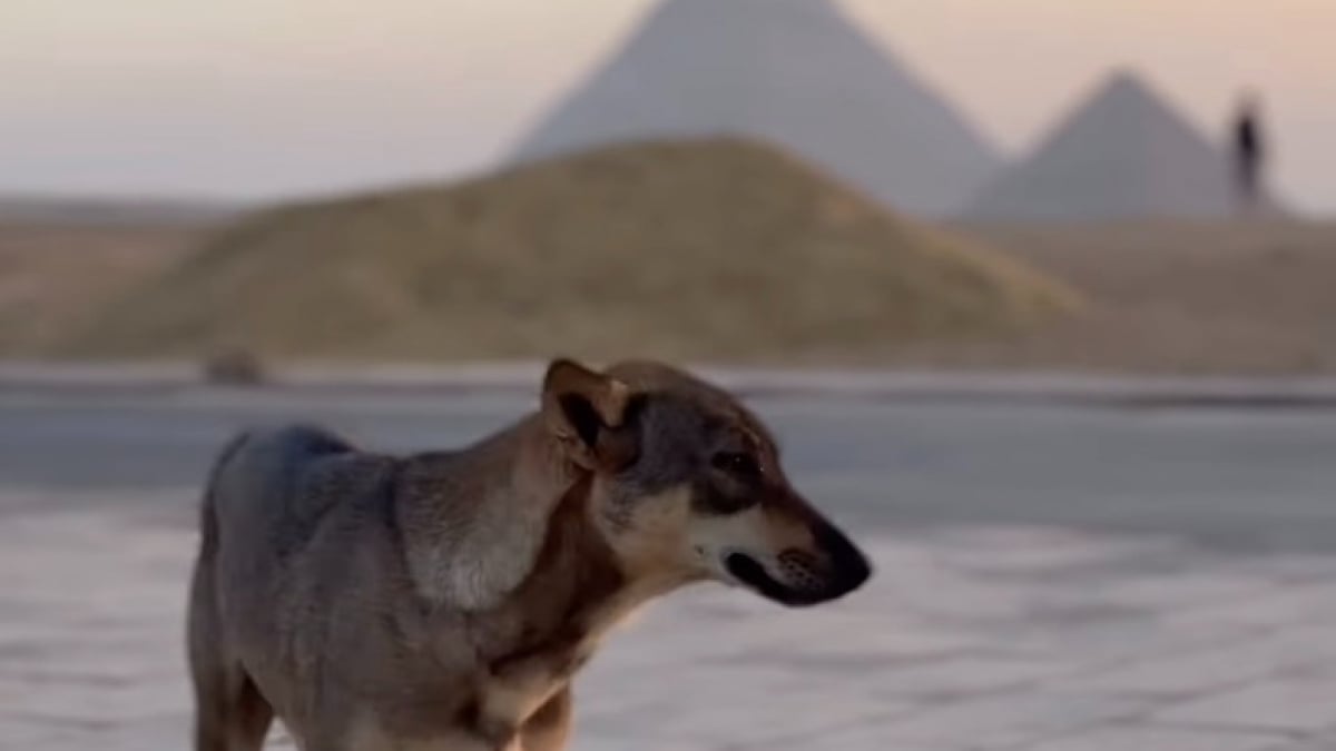 Illustration : "Témoin d’une scène surréaliste, un parapentiste filme un chien au sommet d'une des pyramides de Gizeh (vidéo)"