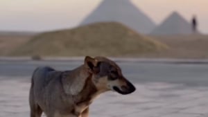 Illustration : Témoin d’une scène surréaliste, un parapentiste filme un chien au sommet d'une des pyramides de Gizeh (vidéo)