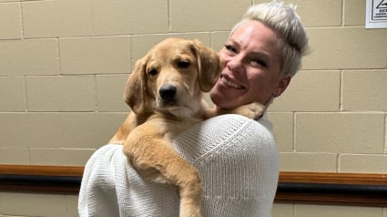 Illustration : La chanteuse Pink recueille un chien de refuge pendant sa tournée et le met en lumière pour qu’il trouve une famille