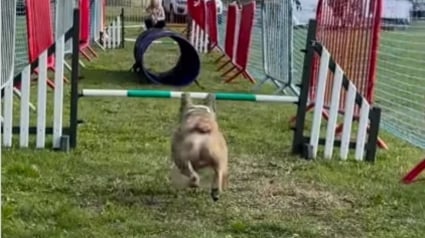 Illustration : Ce Bouledogue Français lancé sur un parcours d'obstacles décide de le franchir à sa façon et provoque des fous rires (vidéo)