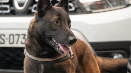 Illustration : Ancien chien errant devenu policier, il inspire une cagnotte pour offrir un parc de détente aux agents à 4 pattes des forces de l’ordre