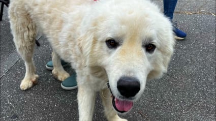 Illustration : Un chien abandonné dans un chenil extérieur survit à un ouragan grâce au geste de bravoure d'un bon samaritain