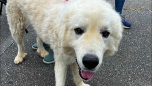 Illustration : Un chien abandonné dans un chenil extérieur survit à un ouragan grâce au geste de bravoure d'un bon samaritain