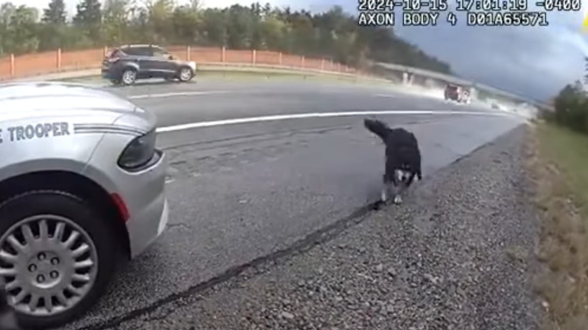 Illustration : "Un chien qui errait dangereusement au bord d'une autoroute est repéré par une policière qui passe immédiatement à l'action (vidéo)"