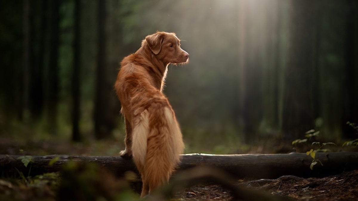 Illustration : "Un chien loyal a aidé sa maîtresse à garder le moral alors qu'elle était perdue et seule dans des conditions glaciales en forêt"