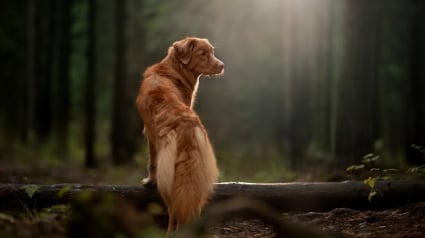 Illustration : Un chien loyal a aidé sa maîtresse à garder le moral alors qu'elle était perdue et seule dans des conditions glaciales en forêt