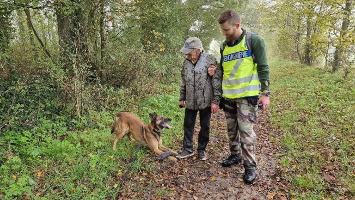 Illustration : "Une chienne gendarme expérimentée parcourt des kilomètres de piste en forêt pour sauver une personne de 80 ans portée disparue"