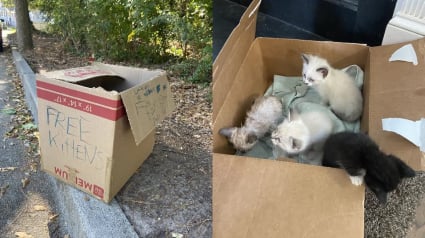 Illustration : Une famille comprend que de précieuses vies sont à sauver en découvrant un carton avec la mention "chatons gratuits" déposé près de chez elle