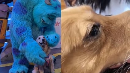 Illustration : L'émotion d'un Golden Retriever en visite à Disneyland une dernière fois avant son départ pour le paradis des chiens (vidéo)