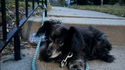 Illustration : Par un heureux hasard, la vie réunit une femme et le chien qu’elle n’avait pas pu garder 13 ans plus tôt