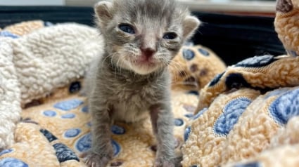 Illustration : Une femme se consacre corps et âme pour sauver un chaton fragile avec un retard de croissance  