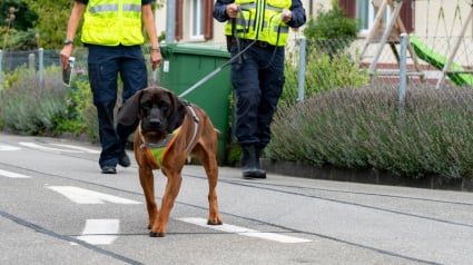 Illustration : Un chien héros part à la recherche d’un homme de 82 ans disparu en forêt et lui sauve la vie