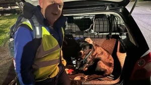 Illustration : Les propriétaires d’un chien disparu après un accident de voiture sont touchés de recevoir autant d’aide