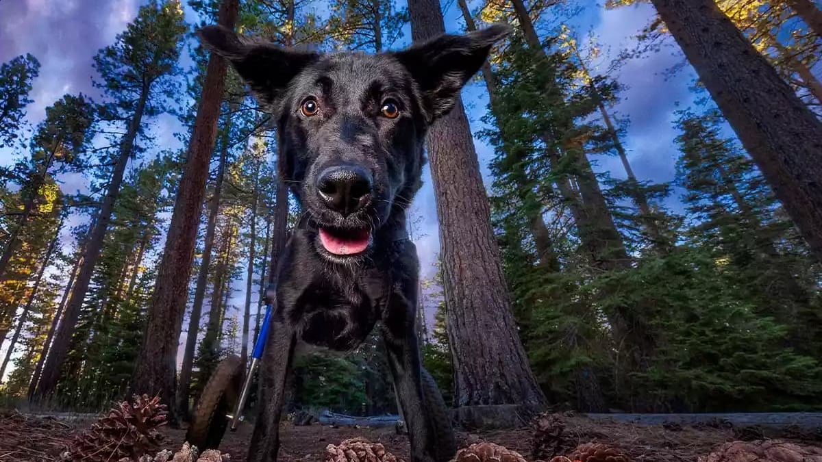 Illustration : "Wheelber, un chien à mobilité réduite, pose en pleine nature dans une séance photo professionnelle pour attirer son futur foyer"