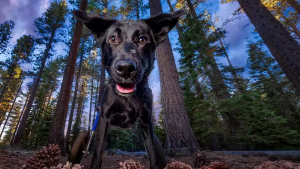 Illustration : "Wheelber, un chien à mobilité réduite, pose en pleine nature dans une séance photo professionnelle pour attirer son futur foyer"