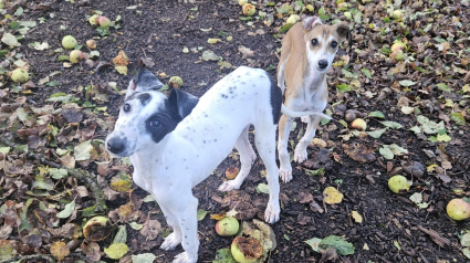 Illustration : 2 chiots abandonnés en pleine tempête rêvent de prendre un nouveau départ dans une famille aimante