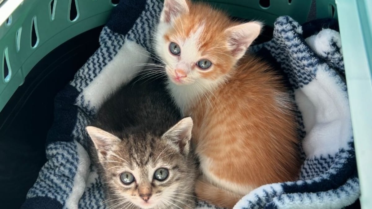 Illustration : "2 chatons orphelins handicapés sont en voie de rétablissement après une rencontre décisive avec une famille d'accueil"