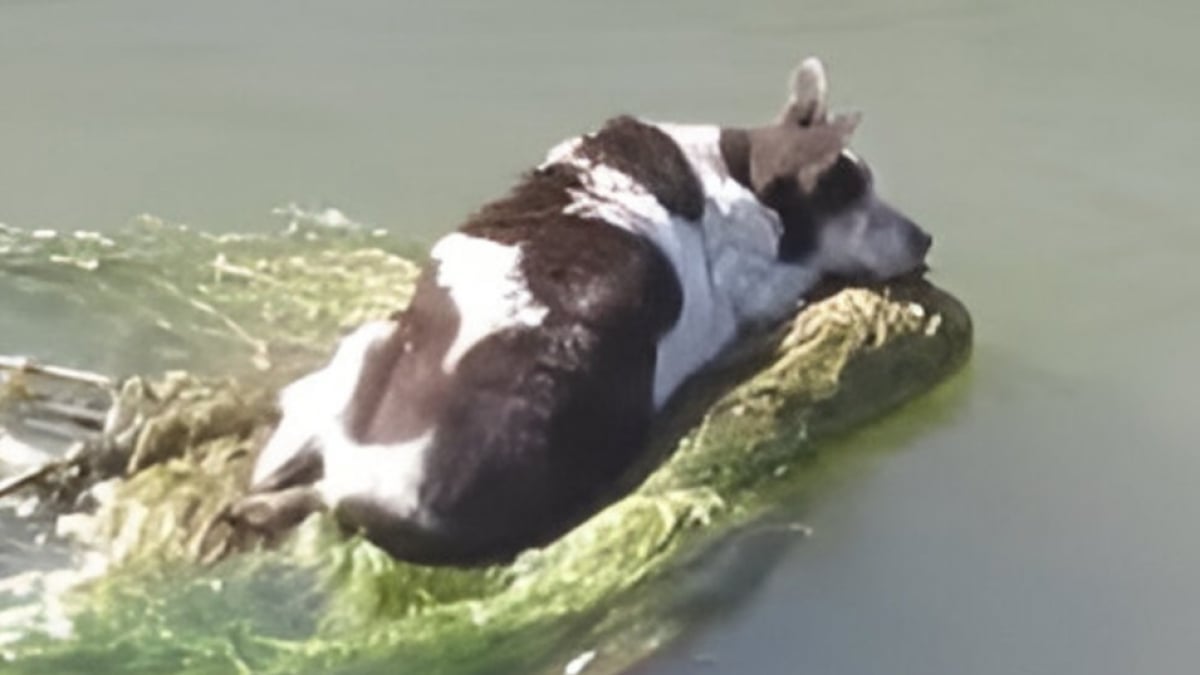 Illustration : "Une nouvelle vie attend Dorothea 4 mois après le sauvetage de cette chienne découverte sur un chariot de supermarché flottant sur un canal"