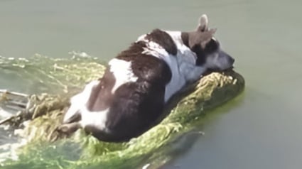 Illustration : Une nouvelle vie attend Dorothea 4 mois après le sauvetage de cette chienne découverte sur un chariot de supermarché flottant sur un canal