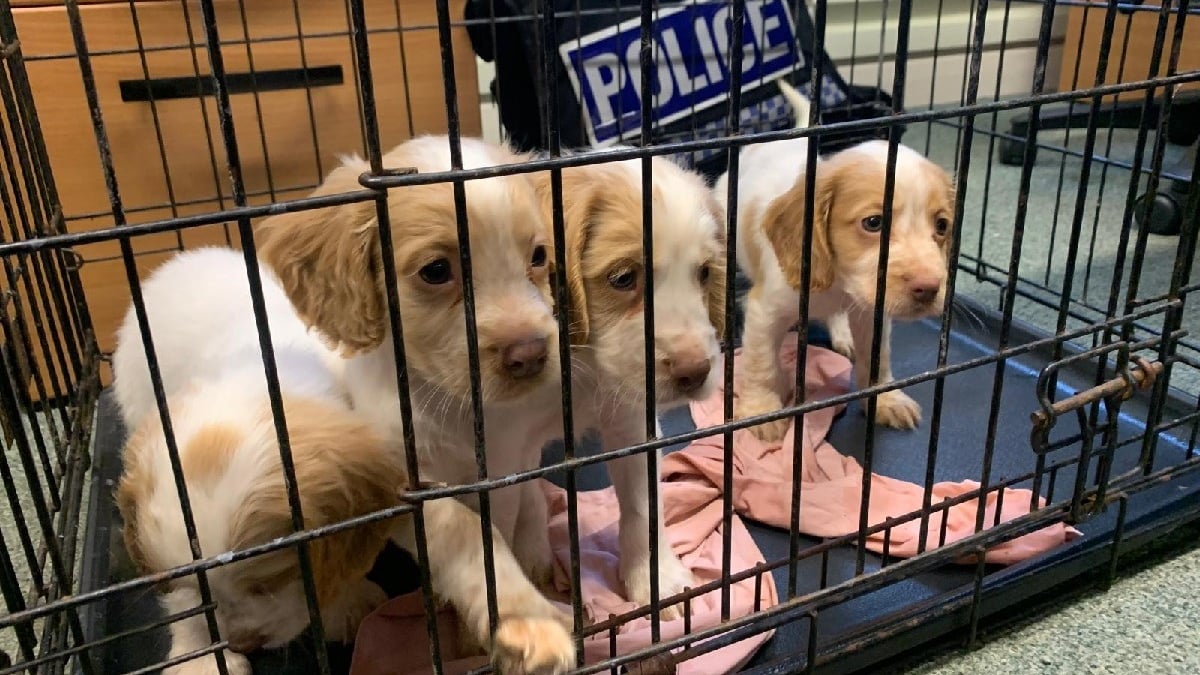 Illustration : "4 chiots Cockers Anglais sur 5 retrouvés après leur disparition lors d'un cambriolage, la police lance un appel à témoins pour retrouver le dernier"