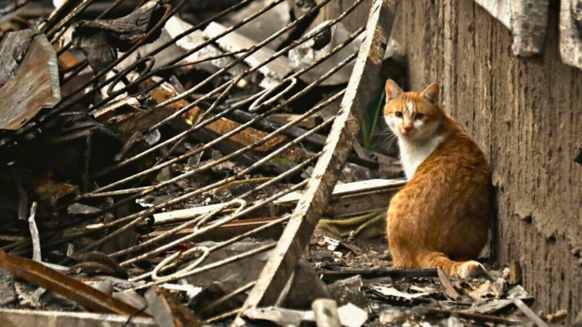 Illustration : "Des bénévoles aménagent un abri antiaérien pour héberger des chats durant la guerre, et les sauvent au péril de leur vie"