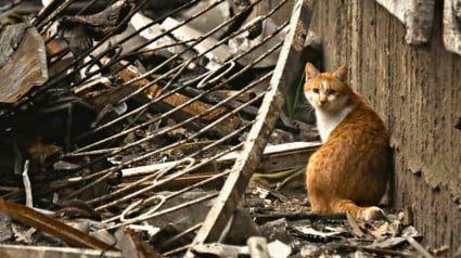 Illustration : Des bénévoles aménagent un abri antiaérien pour héberger des chats durant la guerre, et les sauvent au péril de leur vie