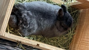 Illustration : "Des pompiers lancent une opération de sauvetage insolite pour un lapin piégé derrière une cheminée"