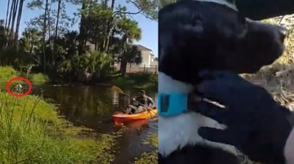 Illustration : Un policier emprunte un kayak pour tenter de sauver un chien de la noyade après sa chute dans un canal (vidéo)