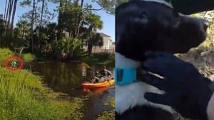 Illustration : Un policier emprunte un kayak pour tenter de sauver un chien de la noyade après sa chute dans un canal (vidéo)