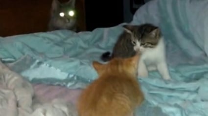 Illustration : Une maman chat excédée par l'agitation causée par ses 2 chatons rétablit le silence et le calme en un instant (vidéo)