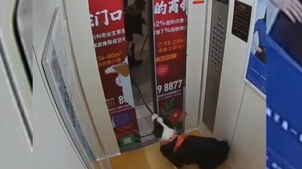 Illustration : Un chien dont la laisse se coince dans les portes d'un ascenseur échappe au pire de justesse (vidéo)