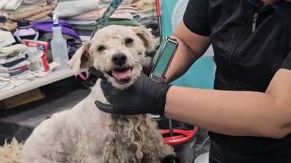 Illustration : Considéré comme agressif, un chien négligé à la fourrure emmêlée redevient le plus gentil des toutous après une séance de toilettage libératrice (vidéo)