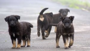 Illustration : Plus de 70 chiens saisis dans un élevage illégal après les plaintes de voisins incommodés par les nuisances sonores et olfactives