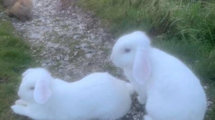 Illustration : Déterminé à changer leur destin, un promeneur consacre plusieurs heures à sauver 5 lapins abandonnés dans la nature