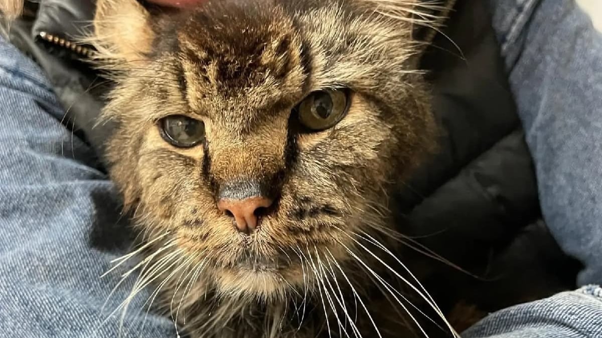 Illustration : "Un chat sénior au corps malmené par 14 années d'errance connaît le confort et la sécurité pour la première fois de sa vie"