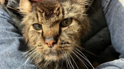 Illustration : Un chat sénior au corps malmené par 14 années d'errance connaît le confort et la sécurité pour la première fois de sa vie