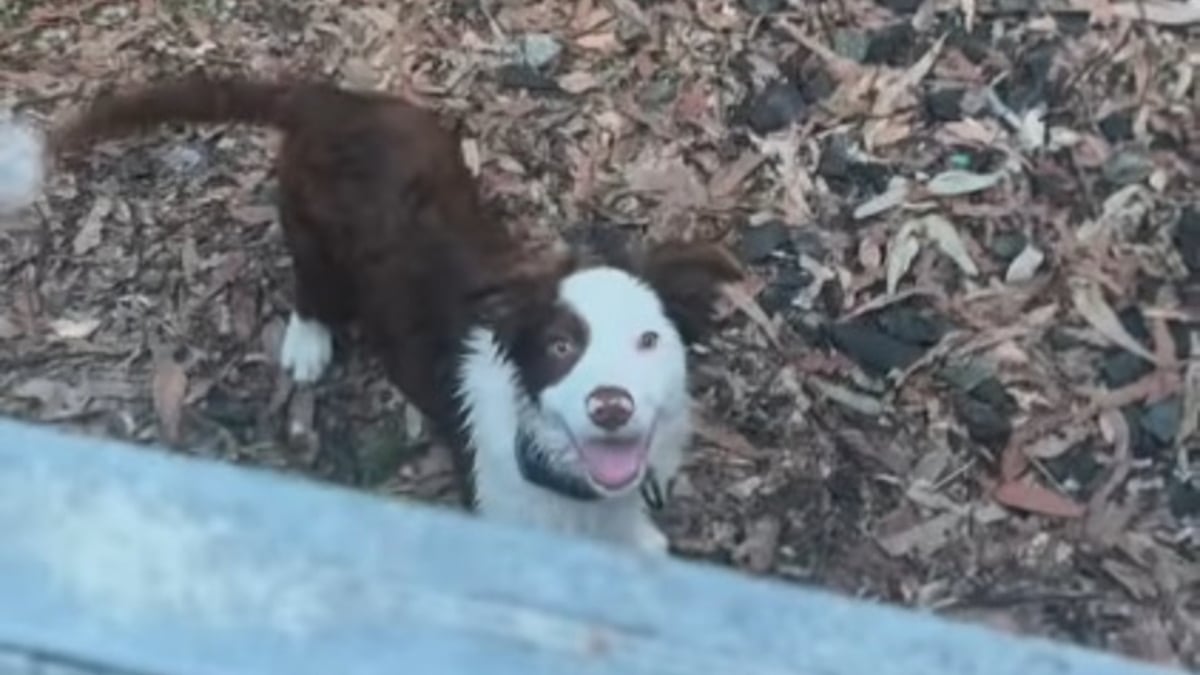 Illustration : "Elle se demandait comment sa Border Collie parvenait systématiquement à franchir la clôture jusqu'à ce que la chienne débrouillarde révèle enfin son secret (vidéo)"