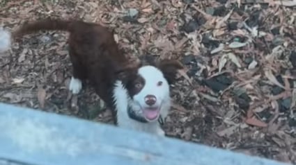 Illustration : Elle se demandait comment sa Border Collie parvenait systématiquement à franchir la clôture jusqu'à ce que la chienne débrouillarde révèle enfin son secret (vidéo)